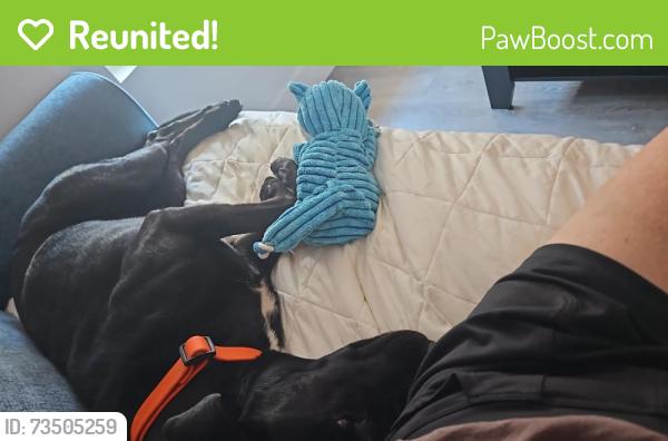Reunited Female Dog last seen Frazee Rd, Mission Valley near BJs, San Diego, CA 92108