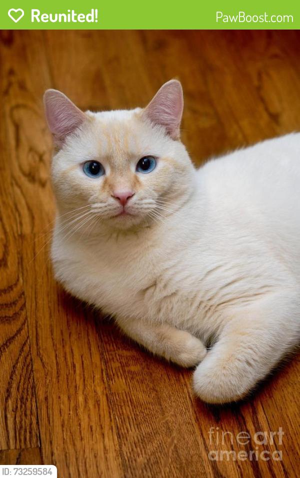 Reunited Male Cat last seen Near Frontage Road, Manteca, CA 95336
