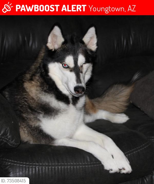 Lost Female Dog last seen Near th ave and Alabama, Youngtown, AZ 85363