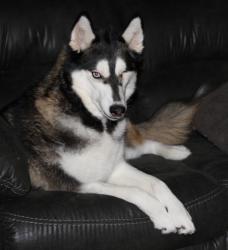 Lost Female Dog last seen Near th ave and Alabama, Youngtown, AZ 85363