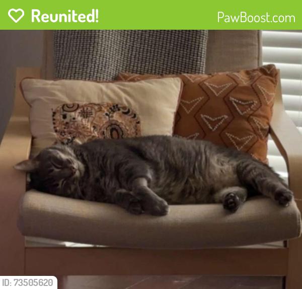 Reunited Male Cat last seen Canty/Van Buren, Dallas, TX 75208