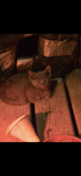 Lost Unknown Cat last seen E Church St/ E Maple/ Dean St / Sara St, Adrian, MI 49221
