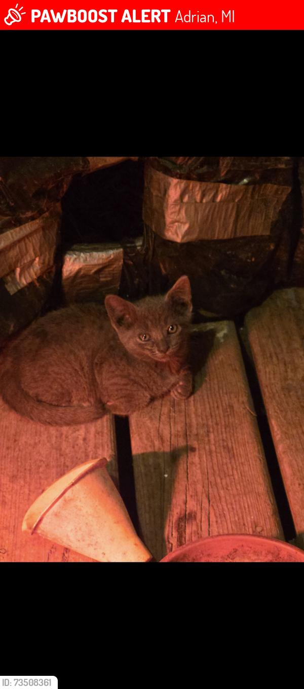 Lost Unknown Cat last seen E Church St/ E Maple/ Dean St / Sara St, Adrian, MI 49221