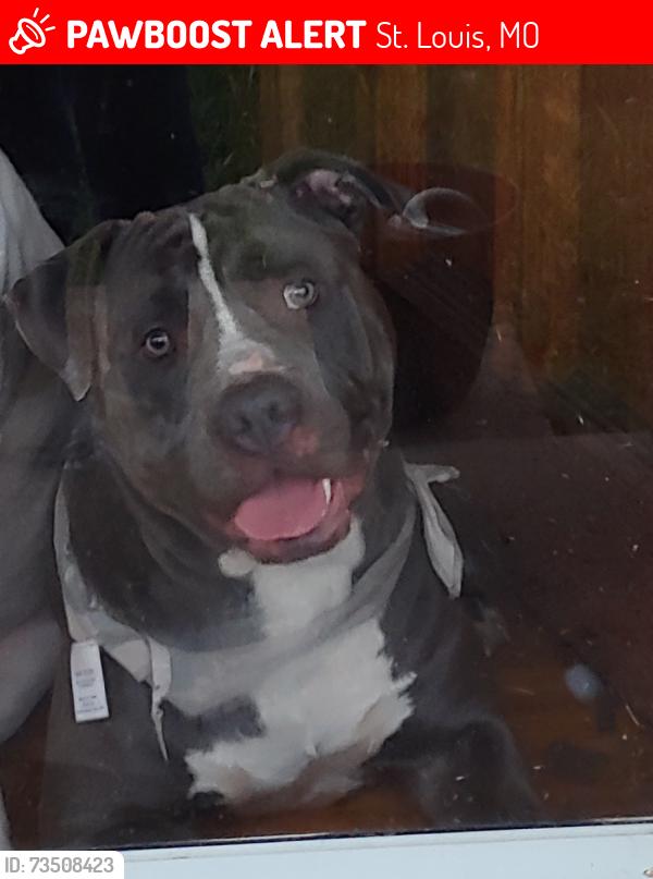 Lost Male Dog last seen Monarch and King, St. Louis, MO 63136