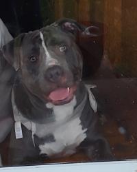 Lost Male Dog last seen Monarch and King, St. Louis, MO 63136