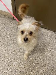 Shelter Stray Male Dog last seen E 18th St and Murton St, VANCOUVER, WA, 98661, 1100 NE 192nd Ave, Vancouver, WA 98684, USA