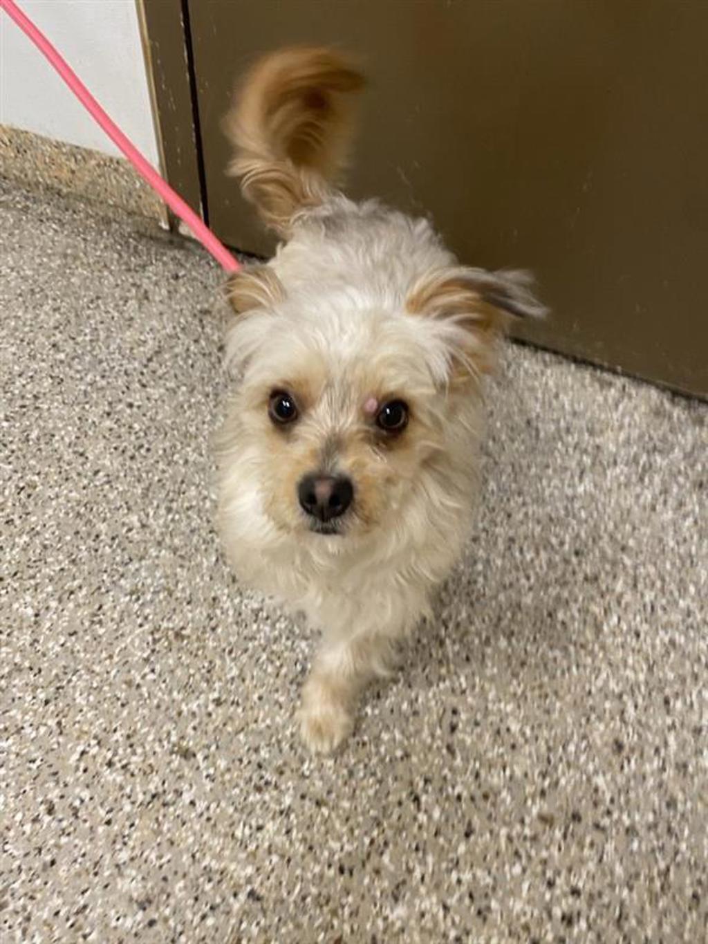 Shelter Stray Male Dog last seen E 18th St and Murton St, VANCOUVER, WA, 98661, 1100 NE 192nd Ave, Vancouver, WA 98684, USA