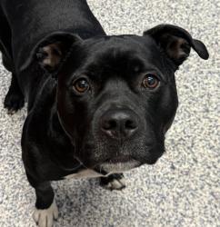 Shelter Stray Male Dog last seen Near W 29th, Wheat Ridge, CO, 80033, 580 McIntyre St, Golden, CO 80401, USA