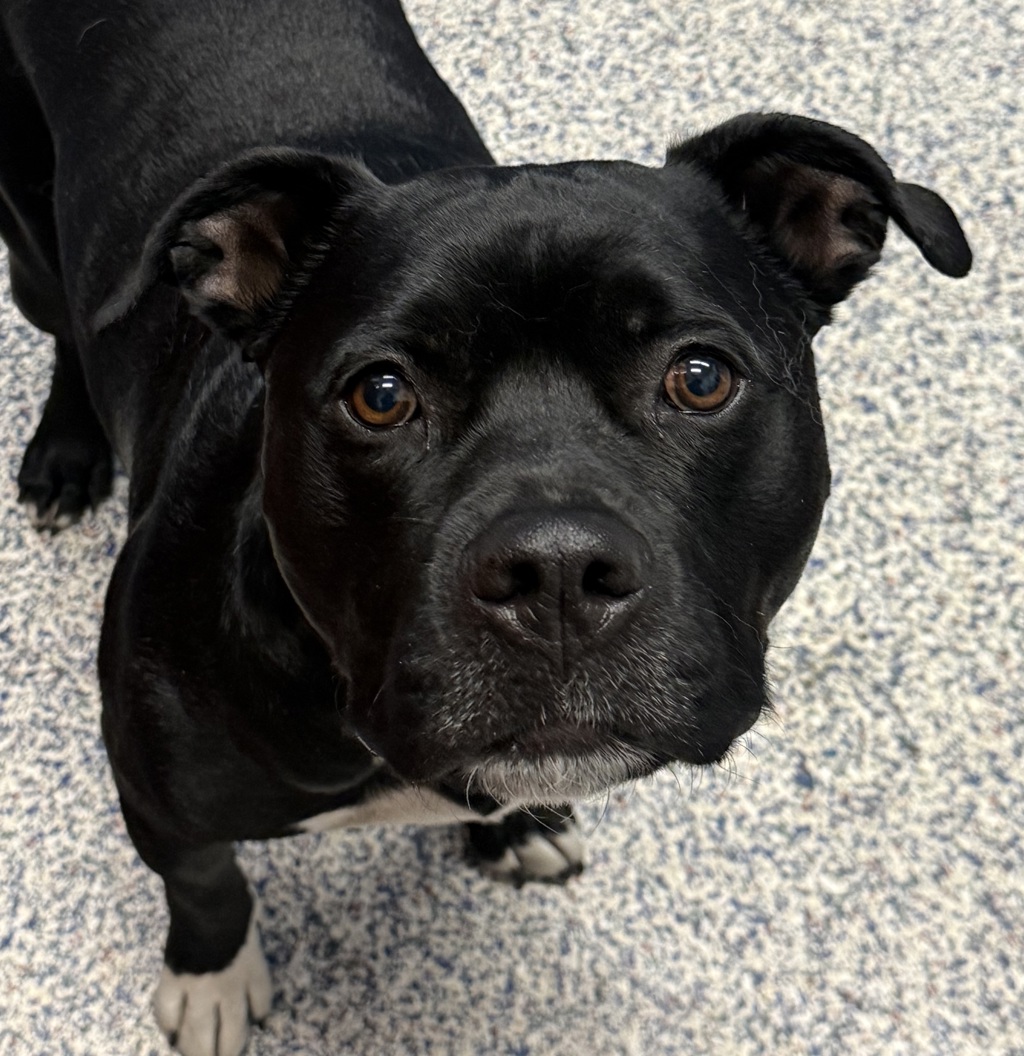 Shelter Stray Male Dog last seen Near W 29th, Wheat Ridge, CO, 80033, 580 McIntyre St, Golden, CO 80401, USA