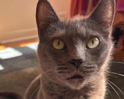 Shelter Stray Female Cat last seen NE Dekum St & NE Grand Ave, PORTLAND, OR, 97211, 1700 W Historic Columbia River Hwy, Troutdale, OR 97060, USA