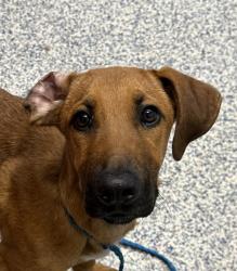 Shelter Stray Male Dog last seen Belleview ad alkire, Morrison, CO, 80465, 580 McIntyre St, Golden, CO 80401, USA