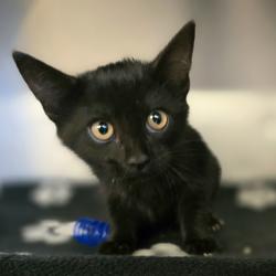 Shelter Stray Female Cat last seen Near Blackwood Common, LIVERMORE, CA, 94551, 4651 Gleason Dr, Dublin, CA 94568, USA