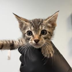 Shelter Stray Male Cat last seen Near Beyer, Chula Vista, CA, 91911, 5500 Gaines St, San Diego, CA 92110, USA