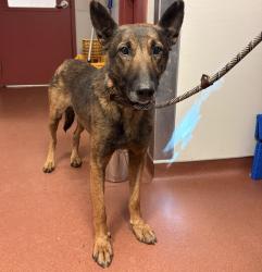 Shelter Stray Male Dog last seen Near Durant Avenue, SAN LEANDRO, CA, 94577, 8323 Baldwin St, Oakland, CA 94621, USA