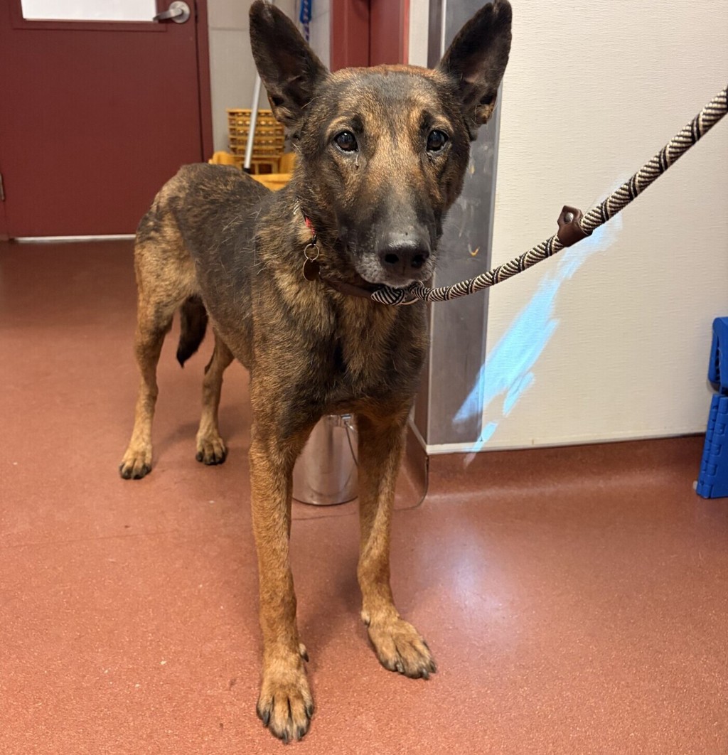 Shelter Stray Male Dog last seen Near Durant Avenue, SAN LEANDRO, CA, 94577, 8323 Baldwin St, Oakland, CA 94621, USA