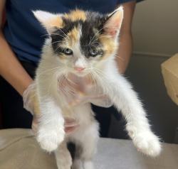 Shelter Stray Female Cat last seen eastbayspca, OAKLAND, CA, 94621, 8323 Baldwin St, Oakland, CA 94621, USA