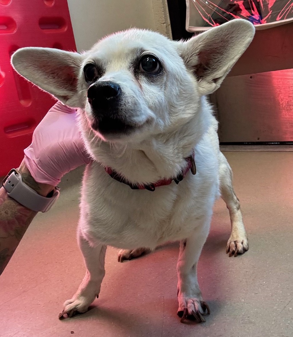 Shelter Stray Male Dog last seen Near E Madison Avenue, El Cajon, CA, 92021, El Cajon, CA 92020, USA