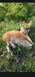 Lost Male Cat last seen Zoar Ave, Lubbock, TX 79424