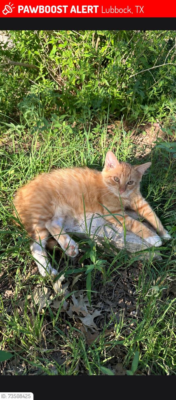 Lost Male Cat last seen Zoar Ave, Lubbock, TX 79424