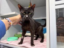 Shelter Stray Female Cat last seen Near Olmstead Avenue, BRONX, NY, 10462, 326 E 110th St, New York, NY 10029, USA