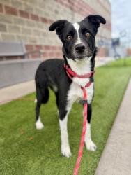 Shelter Stray Female Dog last seen Near S 5020 W, Kearns Township, UT, 84118, 511 W 3900 S, Salt Lake City, UT 84123, USA