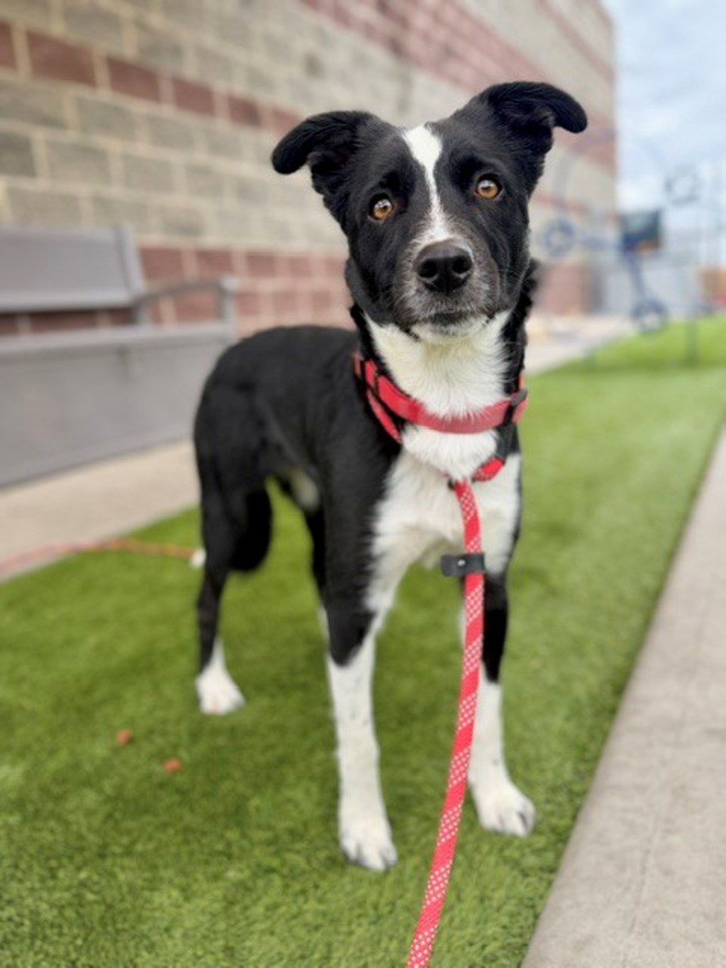 Shelter Stray Female Dog last seen Near S 5020 W, Kearns Township, UT, 84118, 511 W 3900 S, Salt Lake City, UT 84123, USA