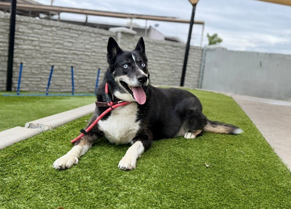 Shelter Stray Male Dog last seen Near S Main Street, SALT LAKE CITY, UT, 84111, 511 W 3900 S, Salt Lake City, UT 84123, USA