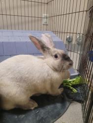Shelter Stray Female Rabbit last seen Near Greenfield Drive, El Cajon, CA, 92019, El Cajon, CA 92020, USA