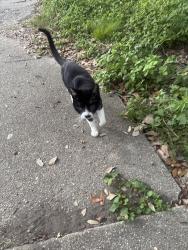 Found/Stray Unknown Cat last seen whole foods midcity, New Orleans, LA 70119