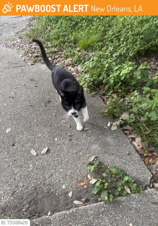 Found/Stray Unknown Cat last seen whole foods midcity, New Orleans, LA 70119