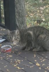 Found/Stray Unknown Cat last seen Edgemont Boulevard N, Brooklyn Park, MN 55428