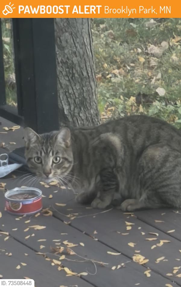 Found/Stray Unknown Cat last seen Edgemont Boulevard N, Brooklyn Park, MN 55428