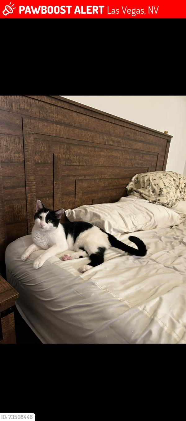 Lost Male Cat last seen Elk Ridge, Las Vegas, NV 89143