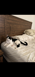 Lost Male Cat last seen Elk Ridge, Las Vegas, NV 89143
