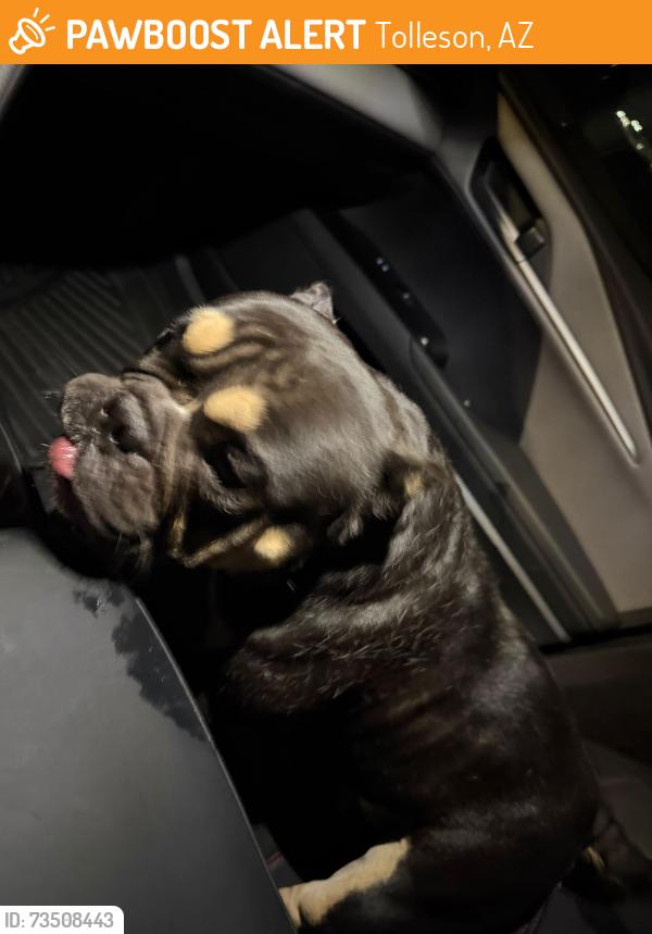 Found/Stray Female Dog last seen Superior Ave and Windrow Blvd, Tolleson, AZ 85353