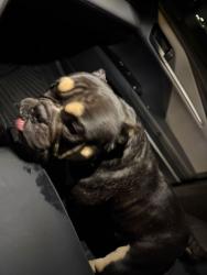 Found/Stray Female Dog last seen Superior Ave and Windrow Blvd, Tolleson, AZ 85353