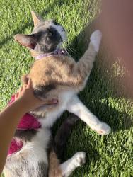 Lost Female Cat last seen Near Juniper and modesto street, San Diego, CA 92105