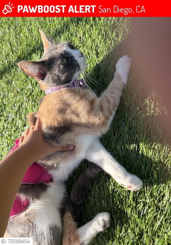 Lost Female Cat last seen Near Juniper and modesto street, San Diego, CA 92105