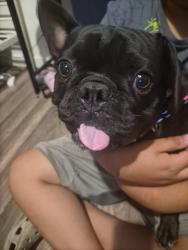 Reunited Male Dog last seen Nestle Ave and Gresham, Los Angeles, CA 91325