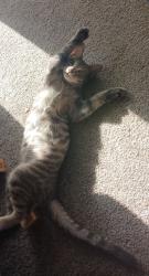 Lost Male Cat last seen In the area of Springfield Meadows apmts off andresen, Vancouver, WA 98661