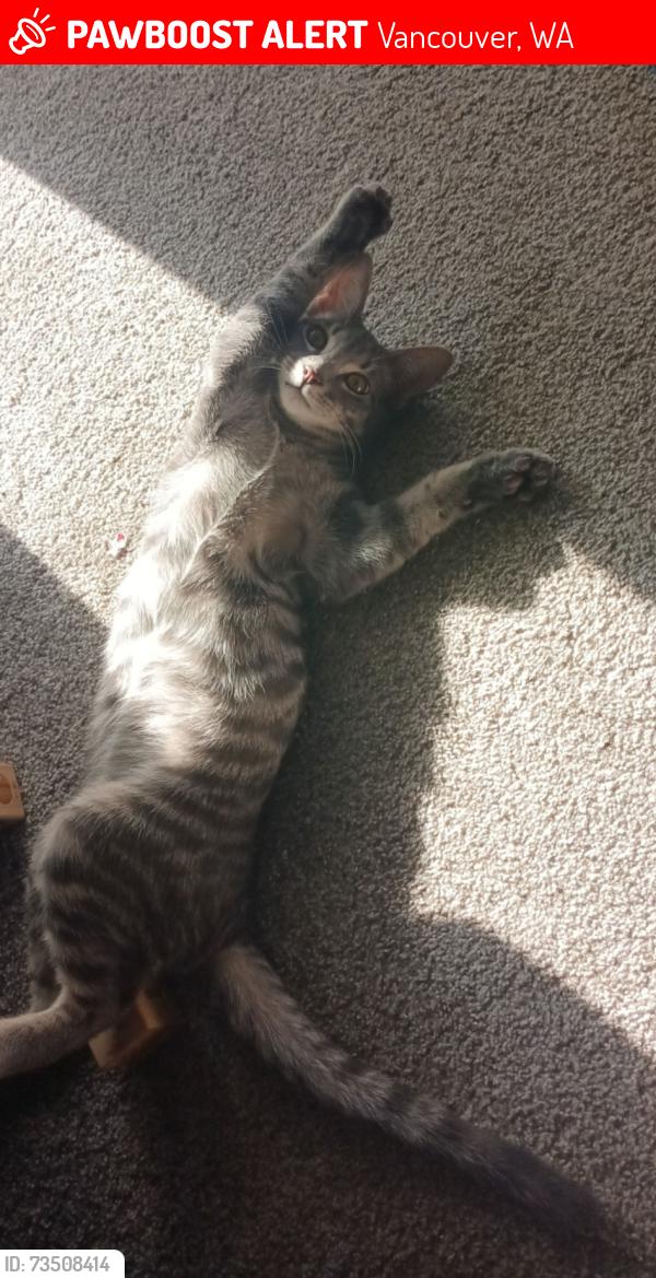 Lost Male Cat last seen In the area of Springfield Meadows apmts off andresen, Vancouver, WA 98661