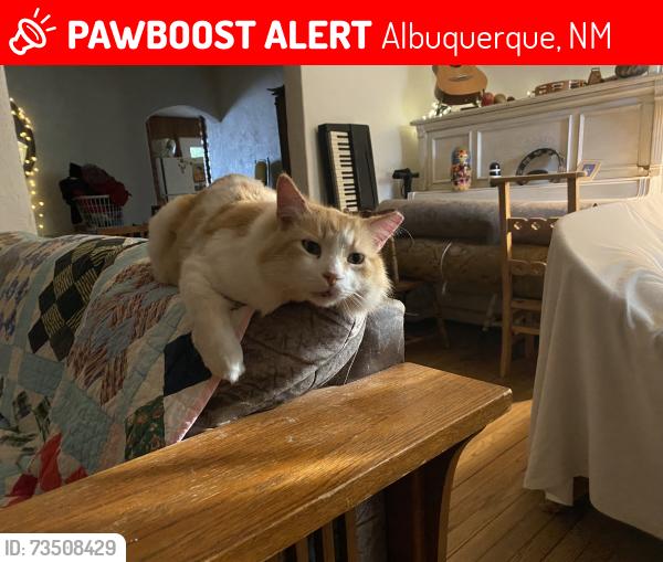 Lost Male Cat last seen Lilac Drive NW, Albuquerque, NM 87104