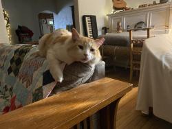 Lost Male Cat last seen Lilac Drive NW, Albuquerque, NM 87104