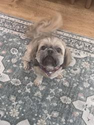 Reunited Male Dog last seen Got out between fence in our yard, Panama City, FL 32405