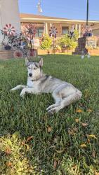 Found/Stray Female Dog last seen Barr Ave and Bradshawe St, Montebello, CA 90640