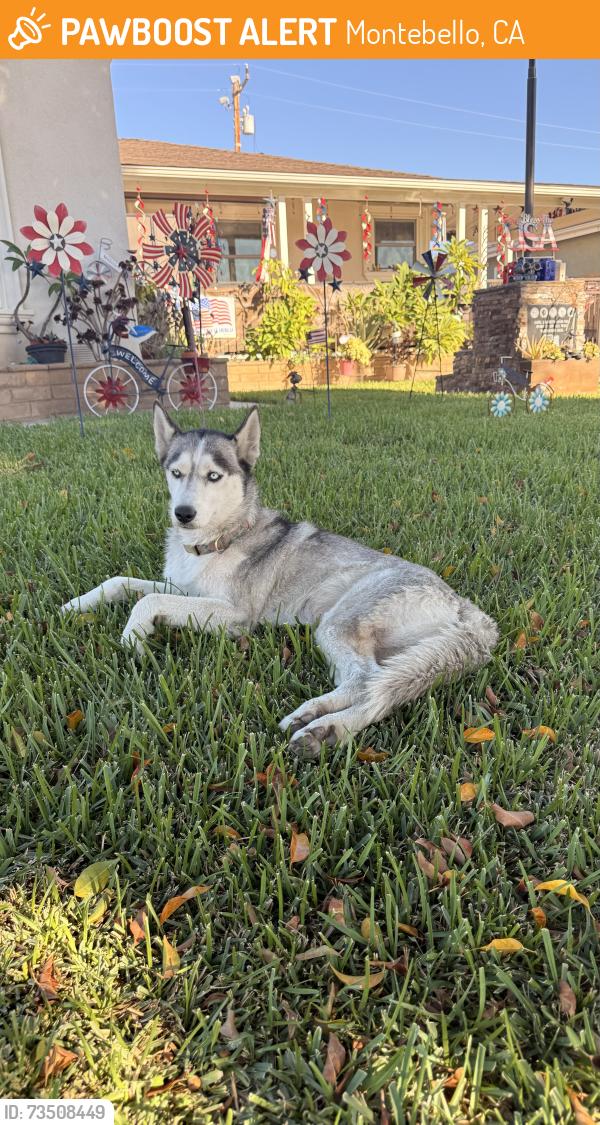 Found/Stray Female Dog last seen Barr Ave and Bradshawe St, Montebello, CA 90640