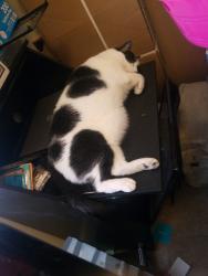 Reunited Male Cat last seen 5th street and wickieup lane, Phoenix, AZ 85024
