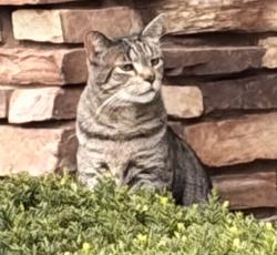 Lost Male Cat last seen Baily's Arbor, Woodbury, MN, Woodbury, MN 55129