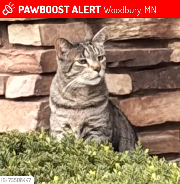Lost Male Cat last seen Baily's Arbor, Woodbury, MN, Woodbury, MN 55129