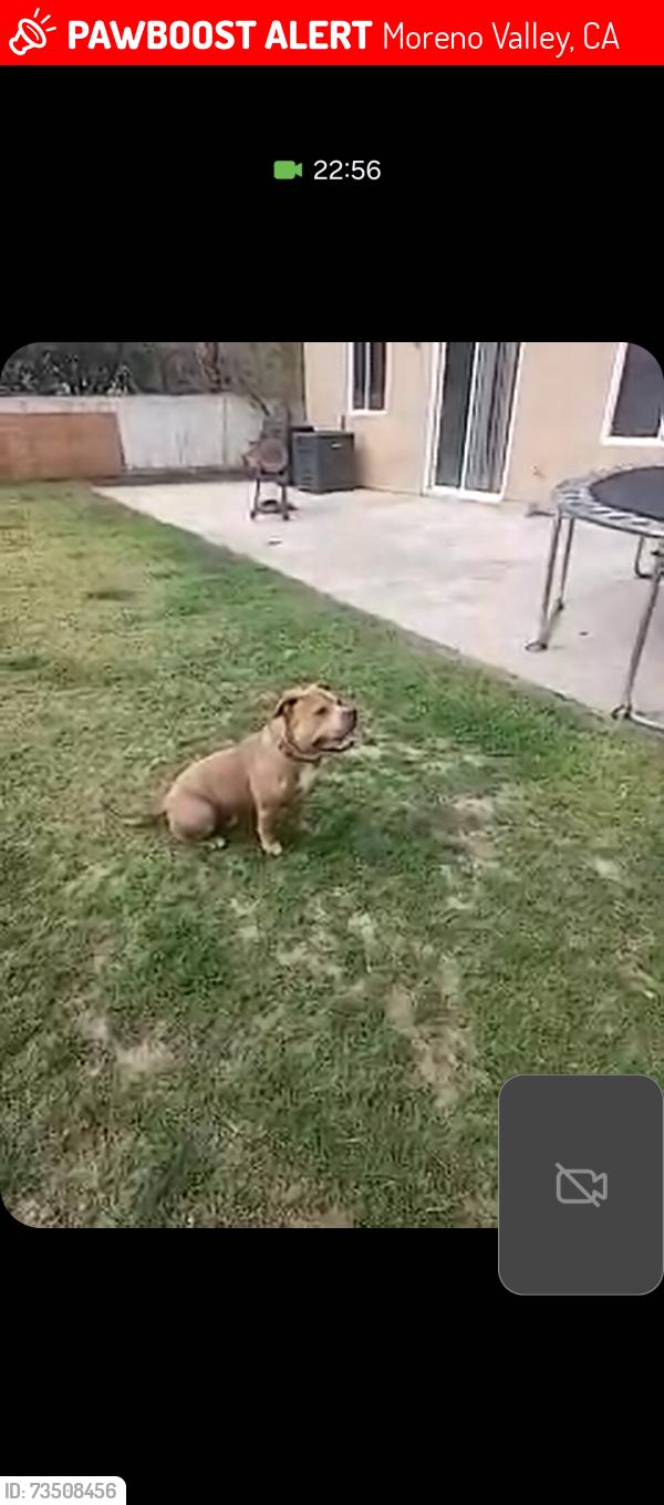 Lost Male Dog last seen Nason, Moreno Valley, CA 92553